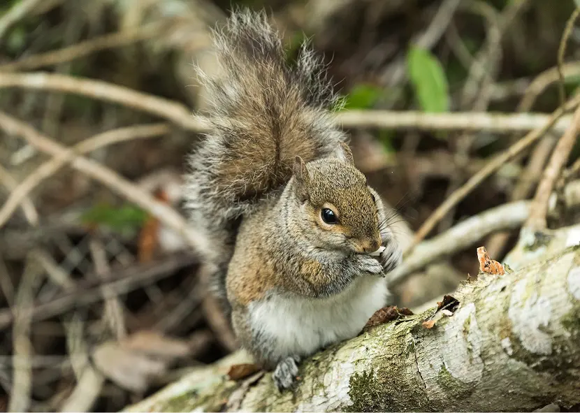 Fluffy squirrel perched on a log