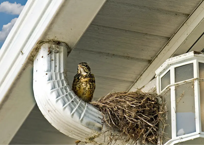 Bird in nest by white gutter