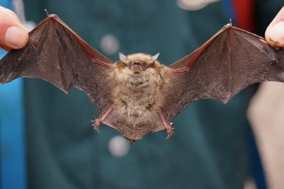 Little Brown Bat © Matthew Smith (cc-be-nc) (1)