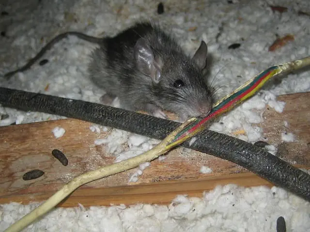 how-to-deal-with-rats-in-your-attic