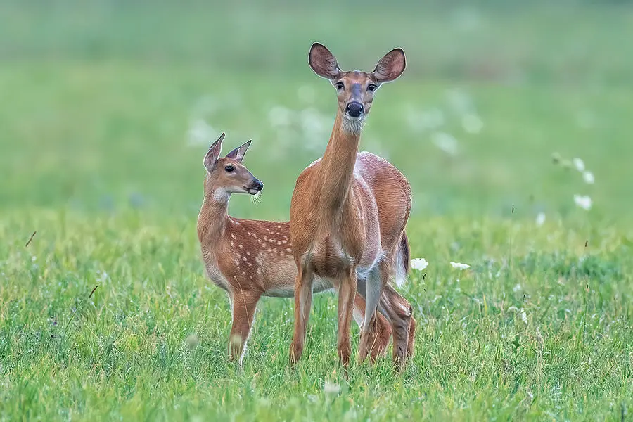 white-tailed-doe-and-fawn-donald-luo