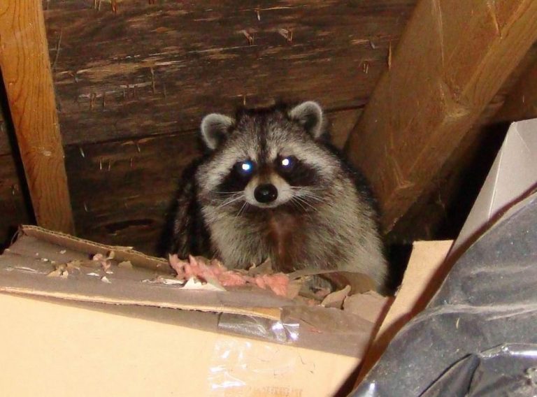 Racoon Removal