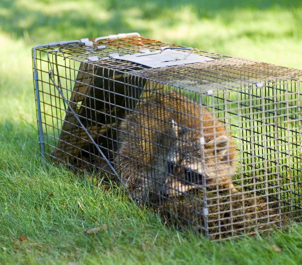 Raccoon in a humane trap on grass