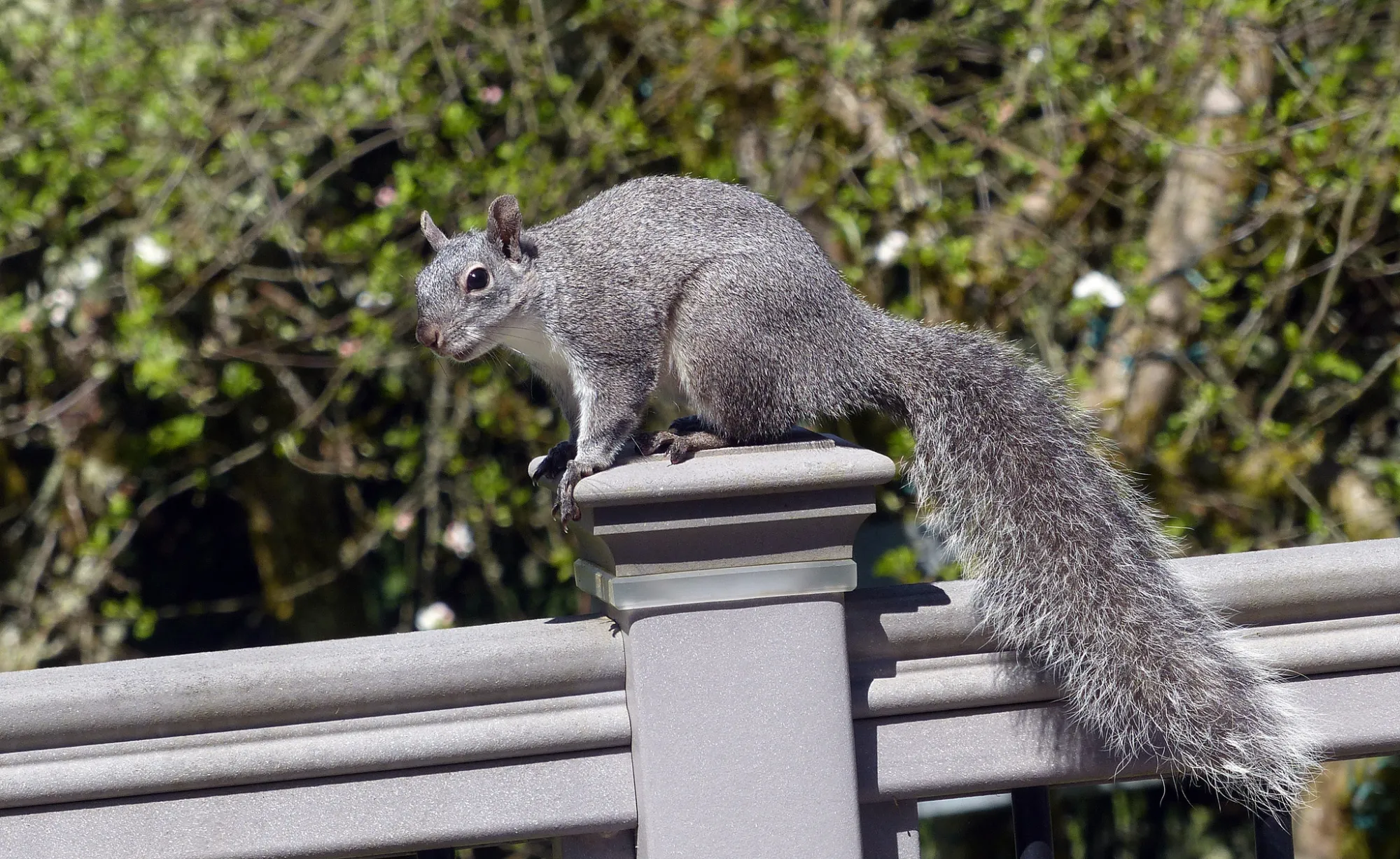 graysquirrel